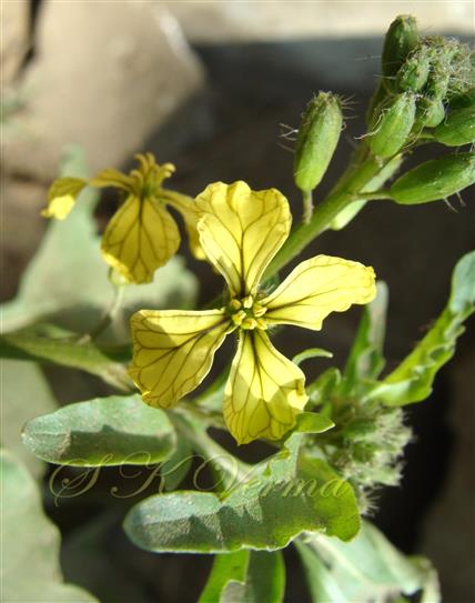  Inflorescence with floral buds